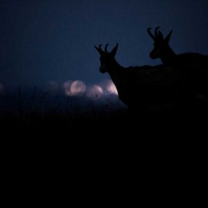 Photo d'art : Duo