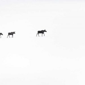 Photo d'art : En marche