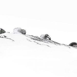 Photo d'art : L'intrus