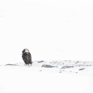 Photo d'art : L'avenir