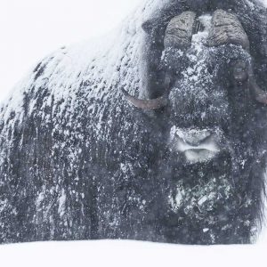 Photo d'art : Massif