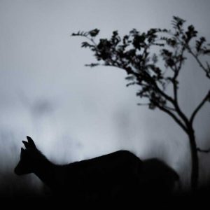 Photo d'art : Rupicapra